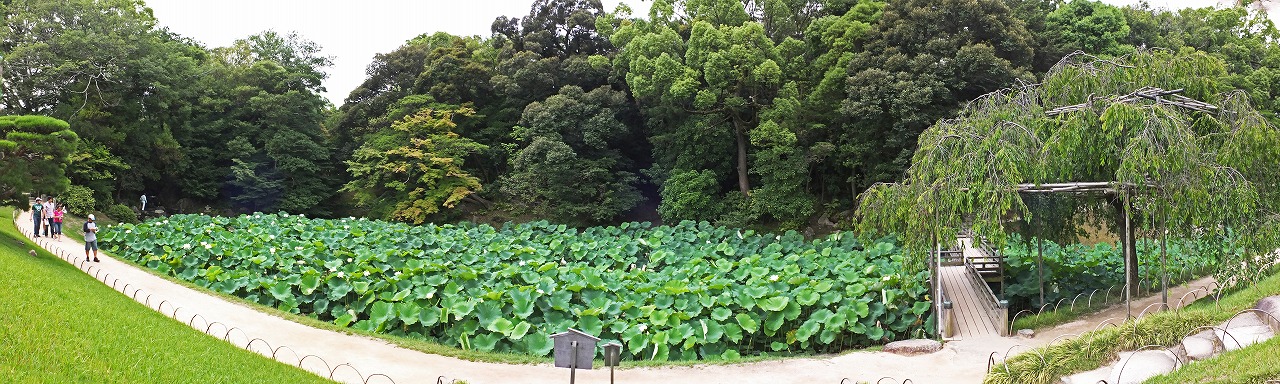 s-20150630 後楽園6月末の花葉の池の大名蓮の様子ワイド風景 (1)