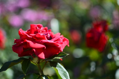 20150530014.jpg