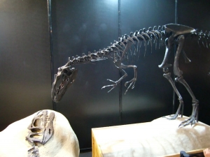 Allosaurus 幼体 005