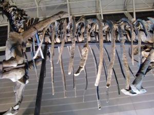 Torvosaurus 2