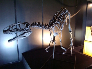 Allosaurus 幼体 002
