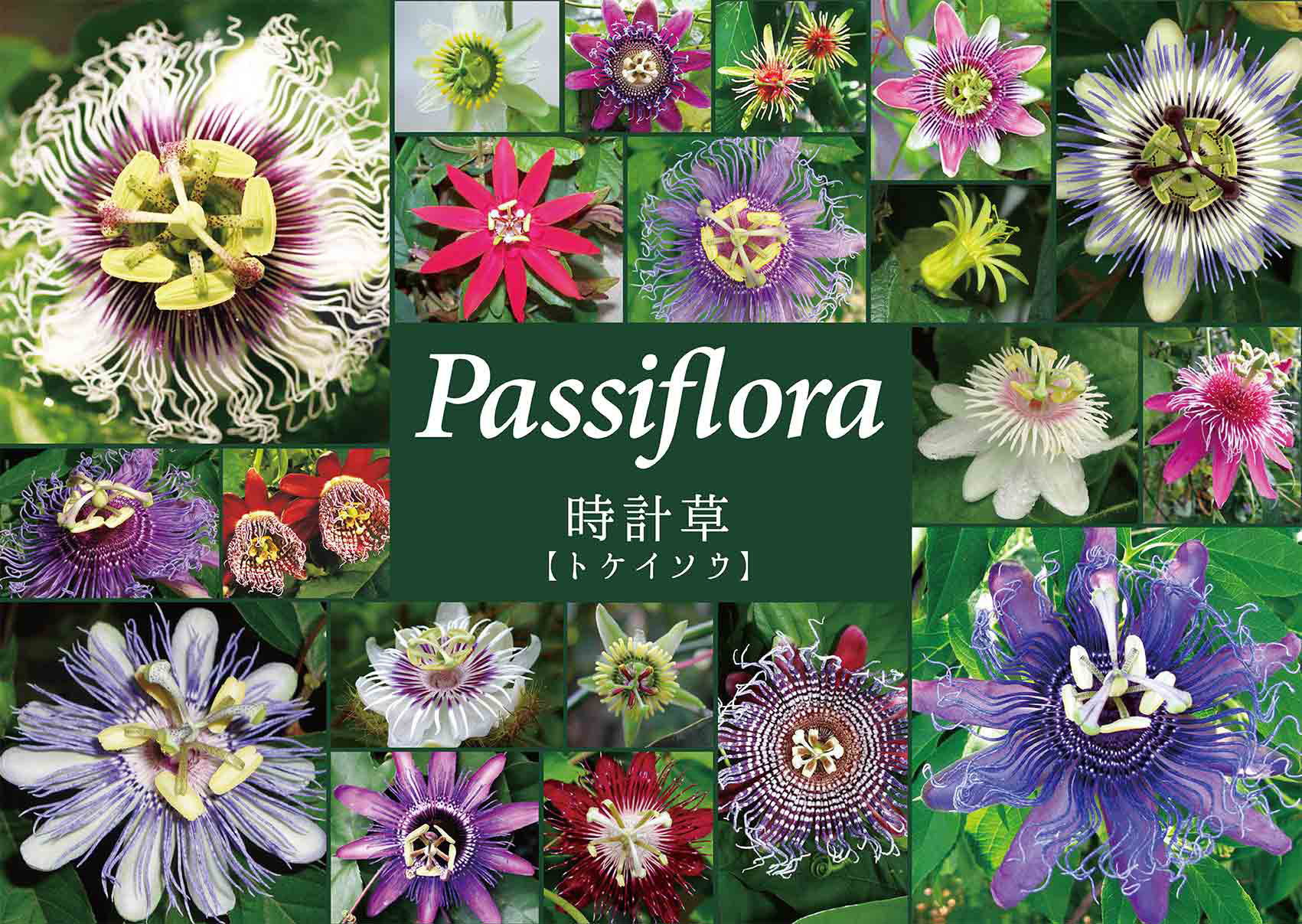 Passiflora01.jpg