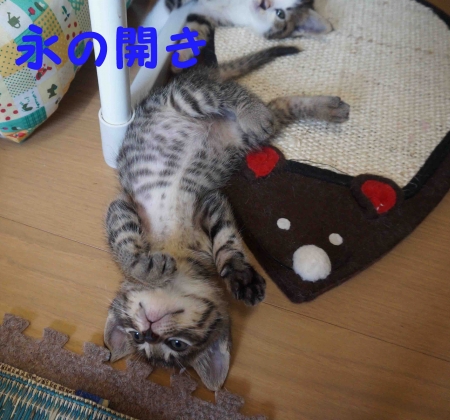 えいはら