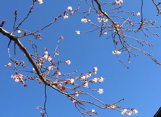 青空と寒桜2015