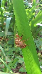 Cicada2015 (169x300)