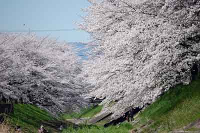 15.4.2桜