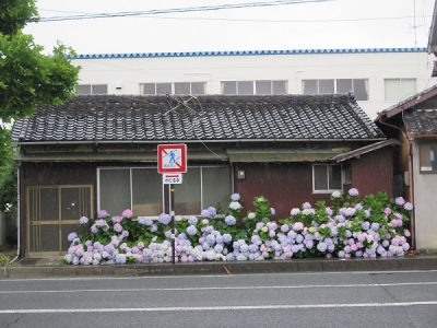 紫陽花の家