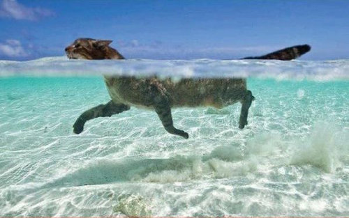 泳ぐ猫