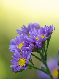 紫苑３