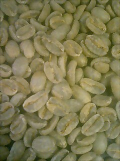 パナマゲイシャ生豆