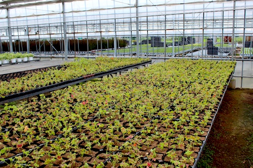 モミジバゼラニウム（学名Pelargonium × hortorum）　挿し芽　　生産　販売　松原園芸
