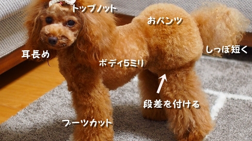 最小化する 絶縁する 馬鹿 パンツ カット 犬 Marumiya M Jp