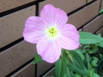 花15172