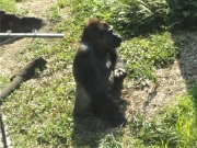 20150624上野動物園ゴリラ2