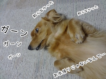 kinako2997.jpg