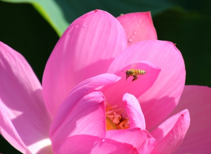 蓮の花と蜂