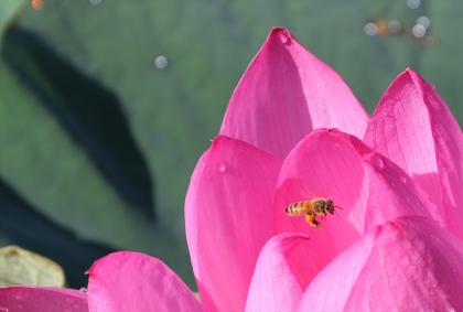 蓮の花と蜂