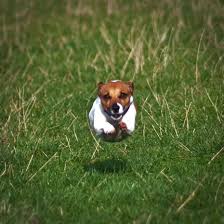 flying jack russell