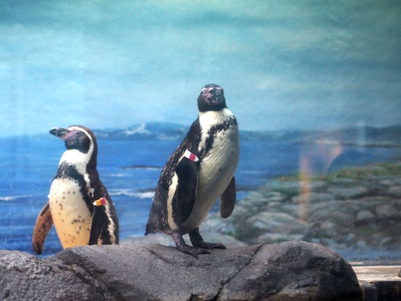 くろあし探偵 ～ペンギン捜索３６５日～ 新江ノ島水族館１２２ 2015.07 