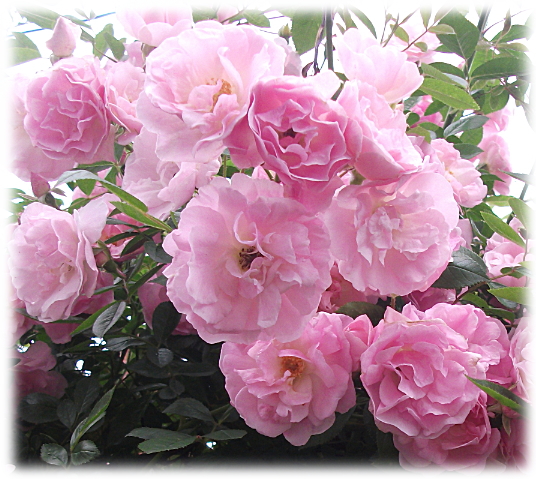 妖精のローズガーデン つるピンクサマースノー ﾟピンクの花がいっぱい咲く可愛いつるバラ アーチに誘引 つる春がすみ つるスプリングパル