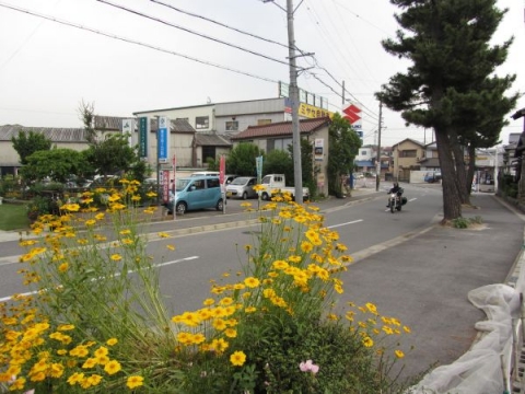 美合新町の松並木
