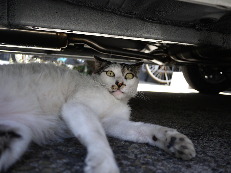 車の下の白キジ猫