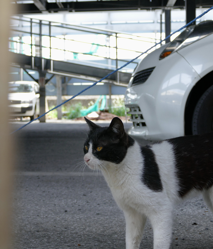 漁港駐車場の猫1