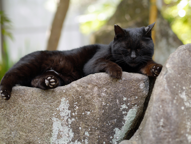岩の上の黒猫