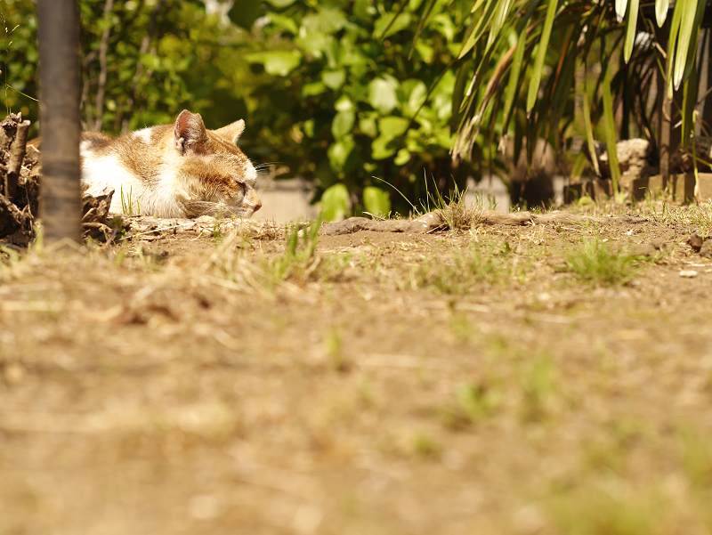 陽射しの公園で寝ている猫