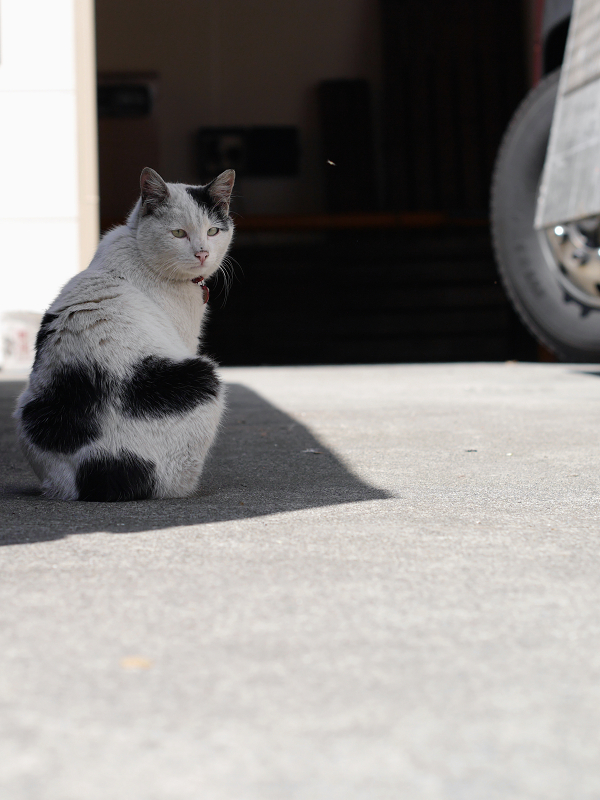 影と日向の駐車場猫