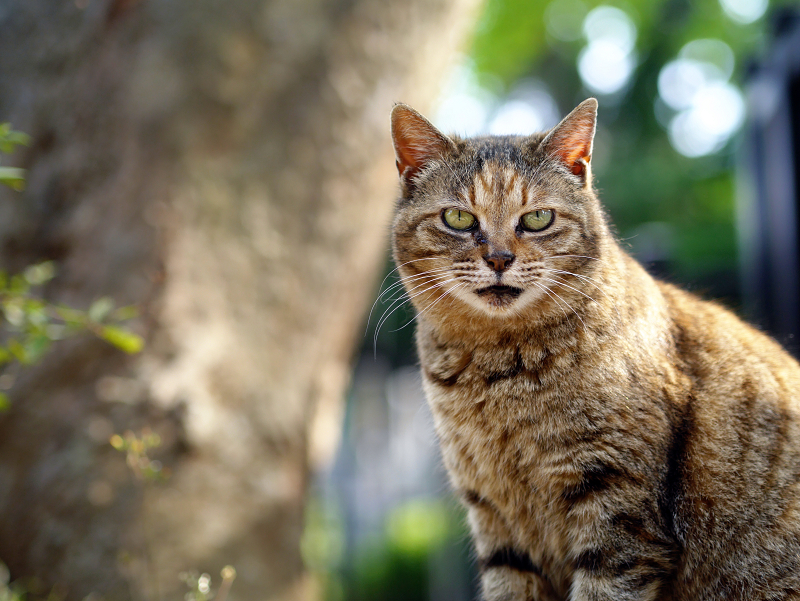 カメラを見ているキジトラ猫元気君