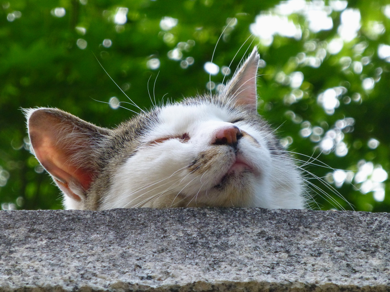 石柱の笠の上で寝てる猫2
