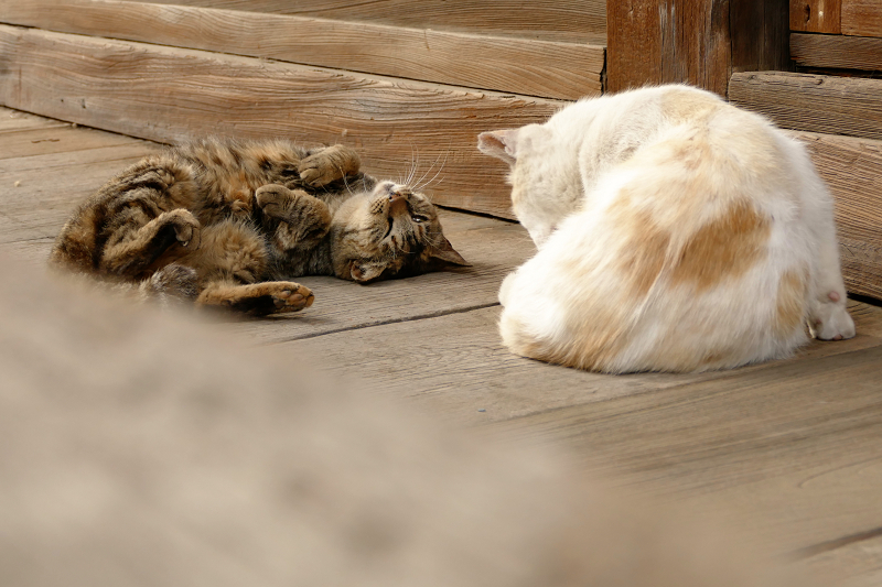 お堂の裏手の猫2匹3