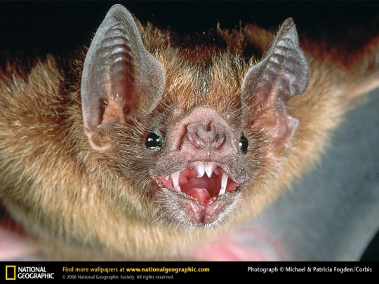 vampire-bat.jpg
