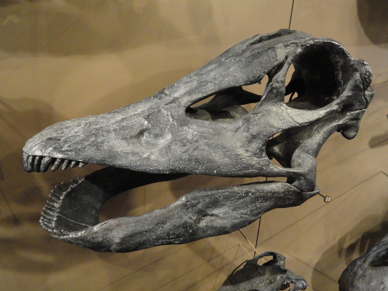 Barosaurus_lentus_skull_cast_-_Natural_History_Museum_of_Utah_-_DSC07232.jpg