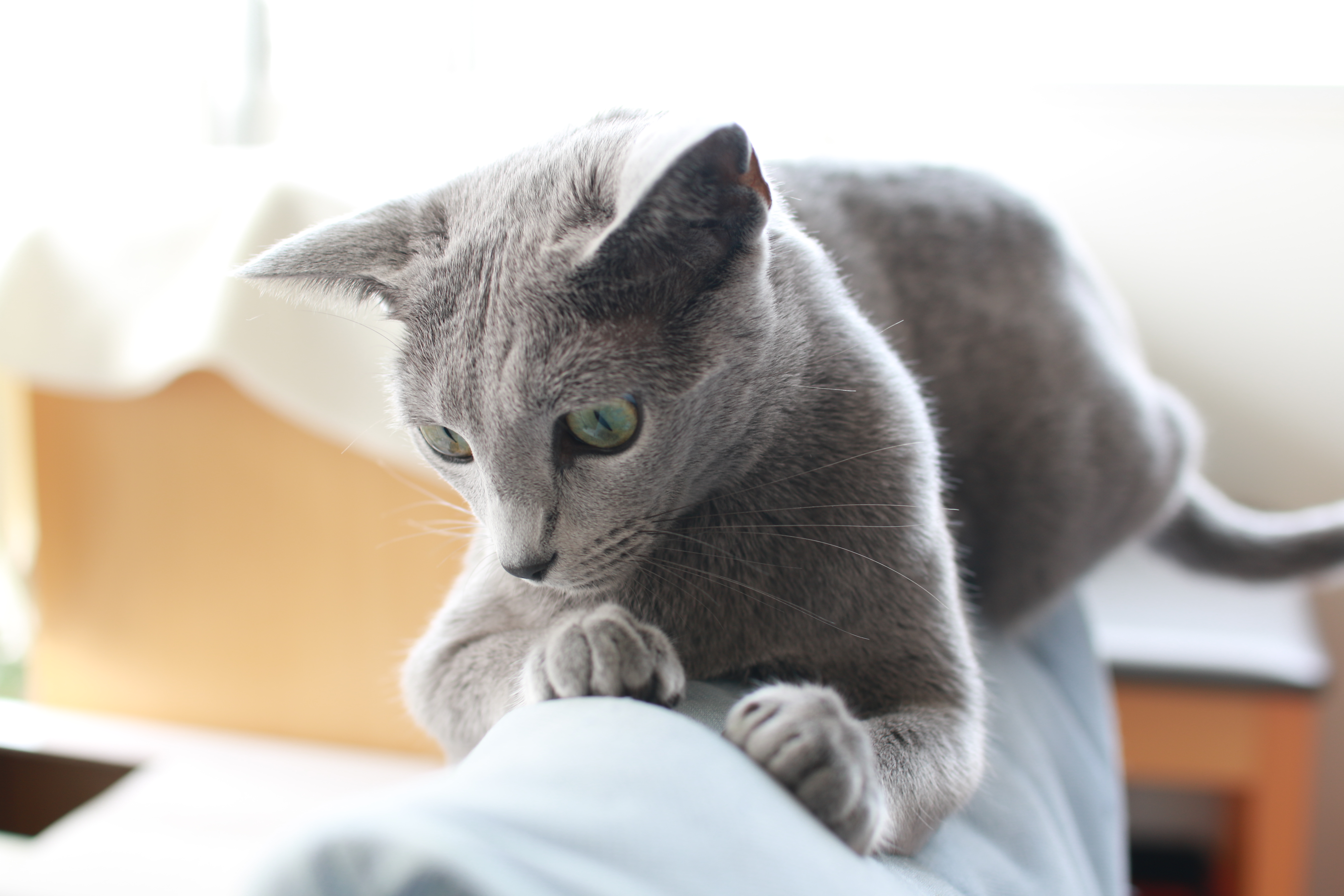 エマ椅子の上