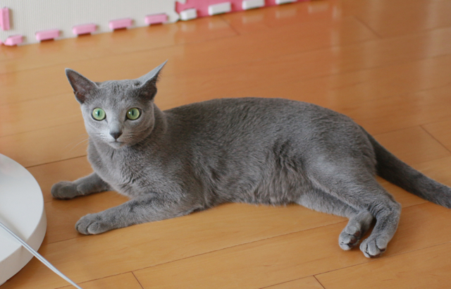 目があった