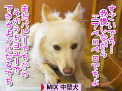 にほんブログ村 犬ブログ MIX中型犬へ