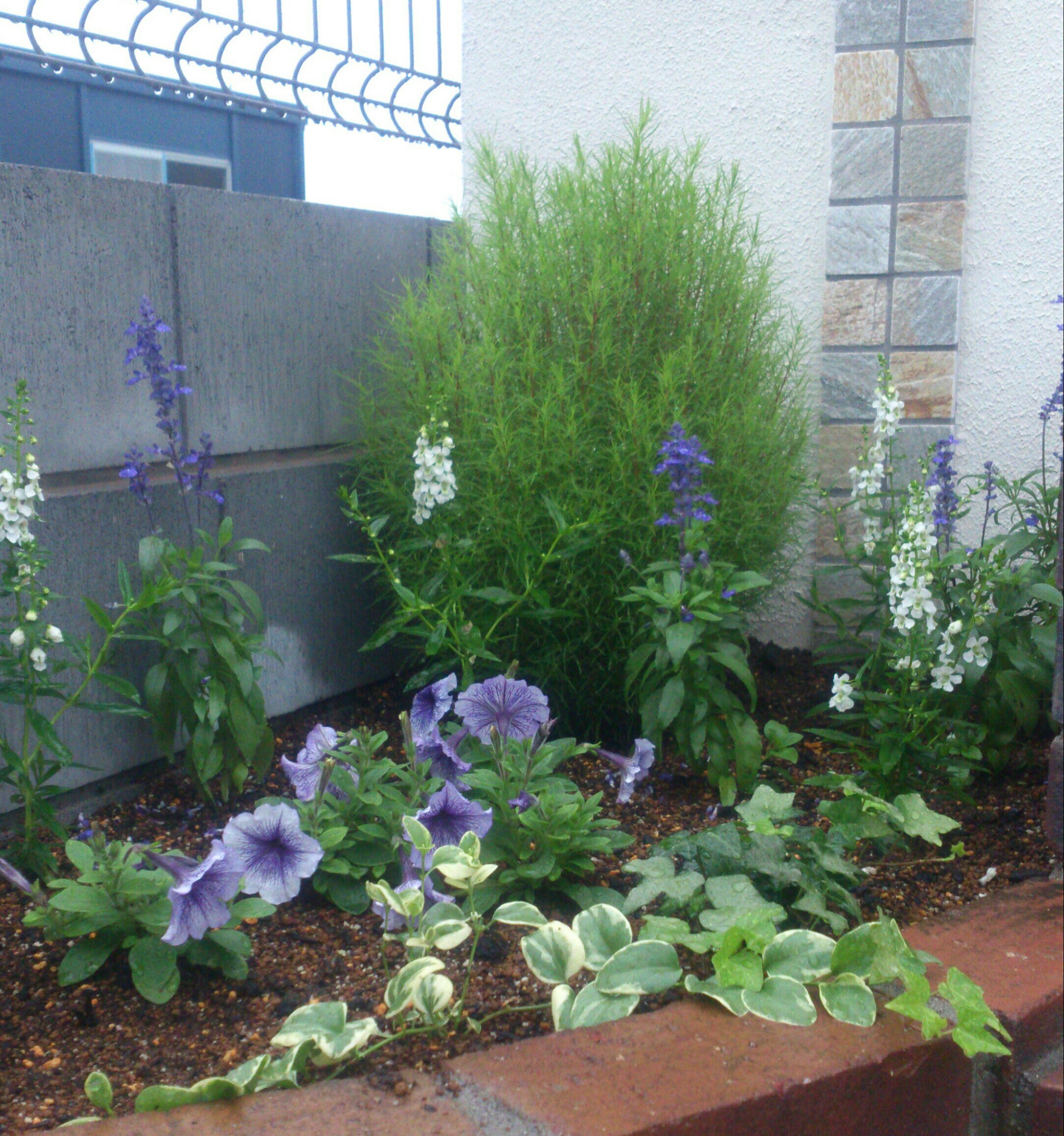 小さなことからコツコツと ひとりで庭づくり ペチュニア花壇 15夏