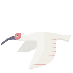 Japanese-crested-ibis_256.gif