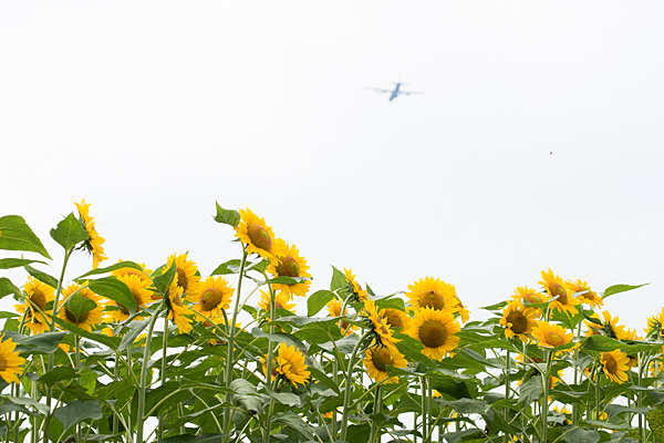 飛行機空-4