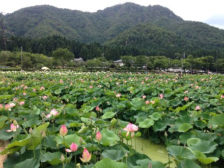 hanahasu14-020.jpg